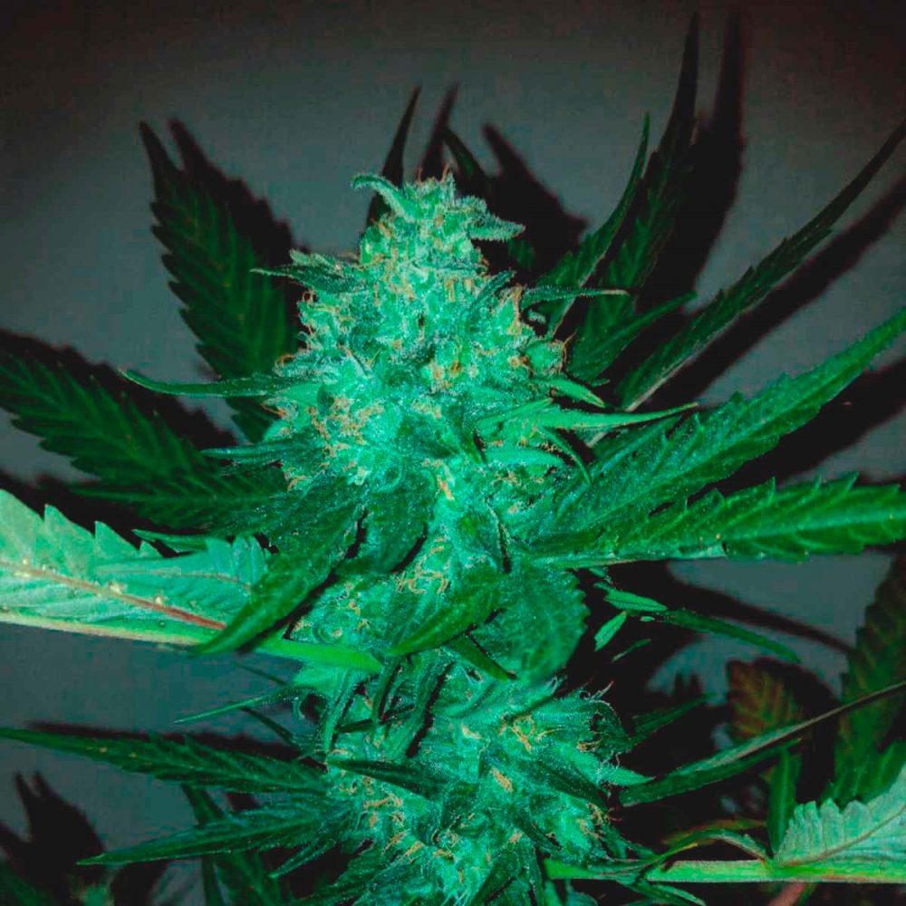 Banco de semillas de marihuana a granel