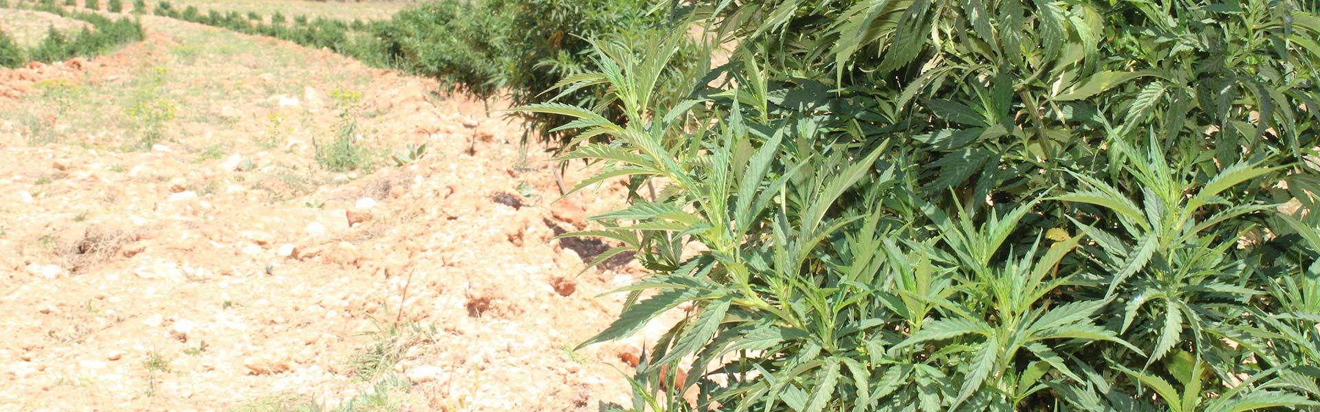 Noticias | Marihuana | Cannabis | Semillas Revolucionarias