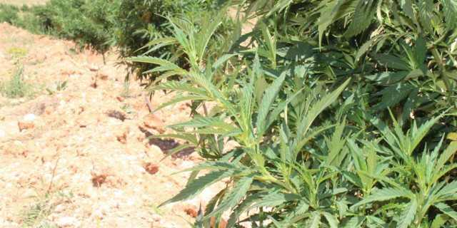 Noticias | Marihuana | Cannabis | Semillas Revolucionarias