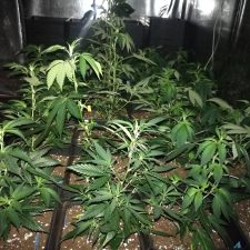 seguimiento cultivo semillas marihuana amable fast version, amables s1 fast version y critical euskal bilbo seguimiento cultivo semillas marihuana amable fast version, amables s1 fast version y critical euskal bilbo