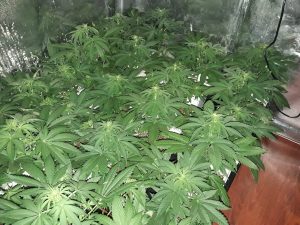 variedad semilla marihuana Amable Fast Version