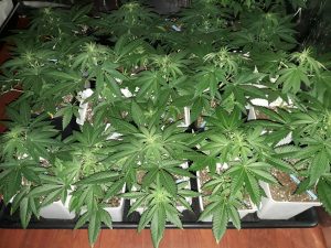 variedad semilla marihuana Critical Euskal Bilbo