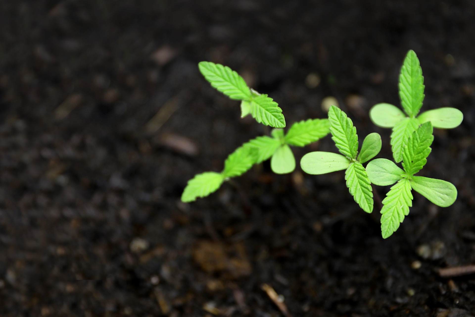 seguimiento de cultivo con variedades semillas marihuana fast version y feminizadas
