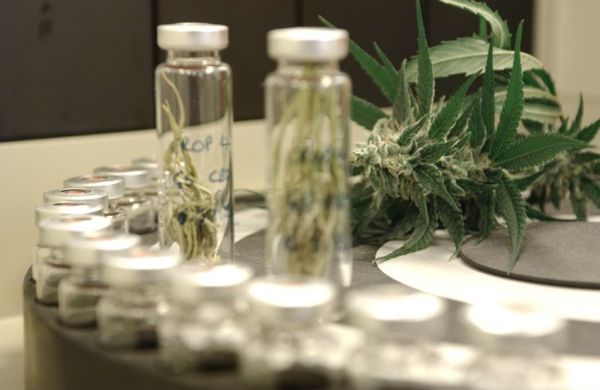 analisis cannabinoides y terpenos semillas revolucionarias