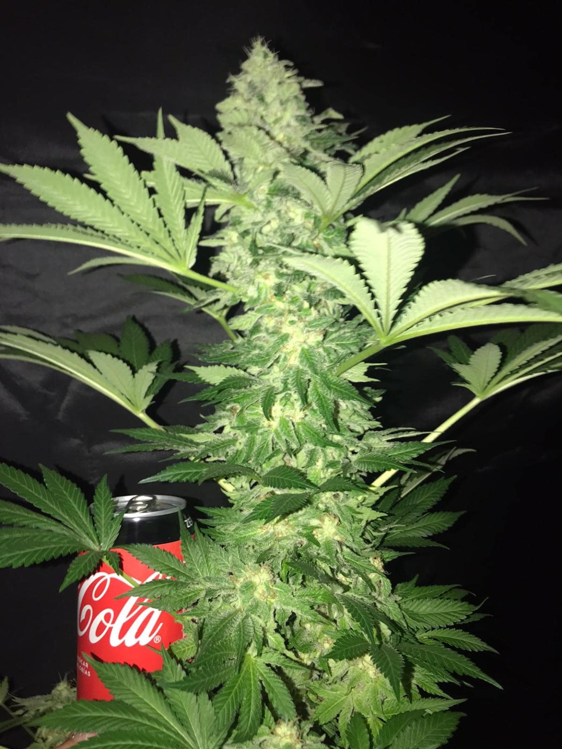 Semillas de marihuana Honey Monster Semillas productivas Semillas de marihuana Honey Monster Semillas productivas