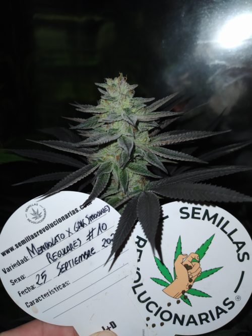 Semillas de marihuana Mendolato x Gak Smookies