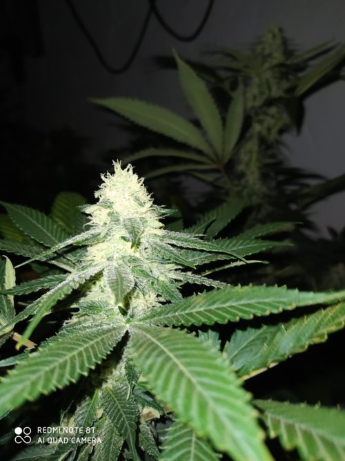 Semillas de marihuana Moby Kush #28 fenotipo Gelato