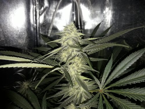 Semillas de marihuana Pinneapple Queen (ascendencia lili) 5