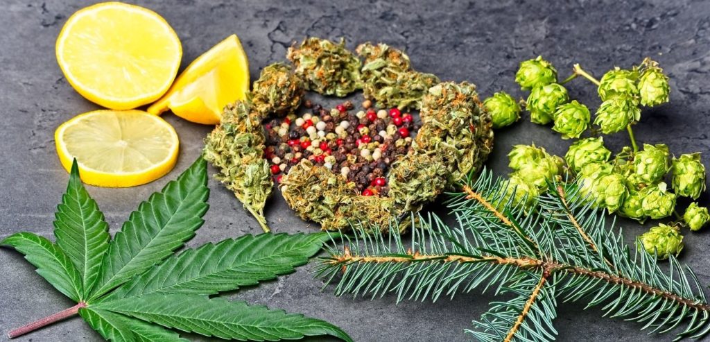 terpenos plantas cannabis